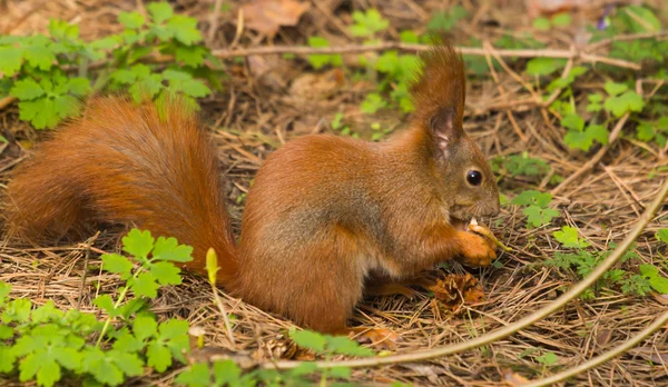 Scoiattolo rosso pelliccia divertente animali domestici primavera foresta su sfondo selvaggio natura animale tematico — Foto Stock