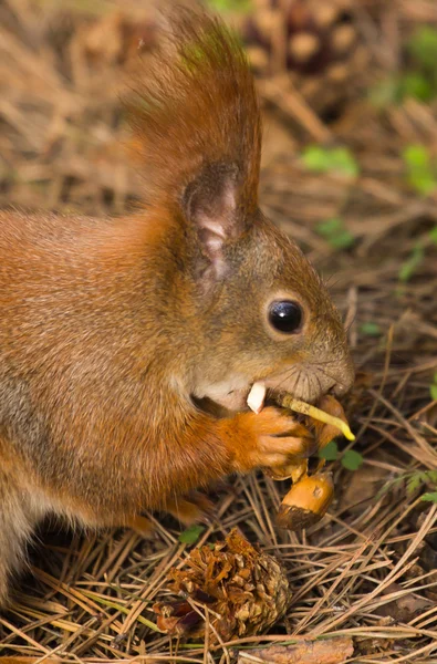 Esquilo vermelho pele engraçado animais de estimação primavera floresta no fundo selvagem natureza animal temático — Fotografia de Stock