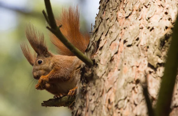 Scoiattolo rosso pelliccia divertente animali domestici primavera foresta su sfondo selvaggio natura animale tematico — Foto Stock