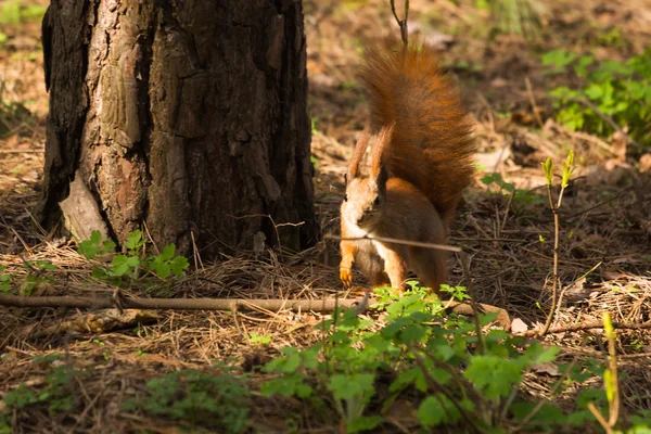 Ardilla rojo pelaje divertido mascotas primavera bosque sobre fondo salvaje naturaleza animal temática — Foto de Stock