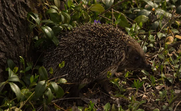 Riccio giovane in habitat naturale — Foto Stock