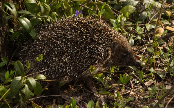 Jeune hérisson dans l'habitat naturel — Photo