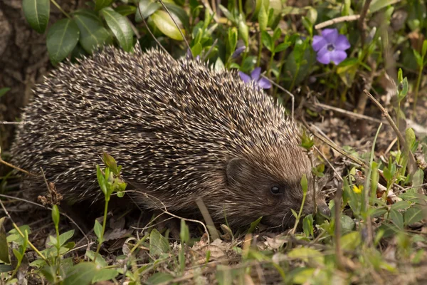 Jeune hérisson dans l'habitat naturel — Photo