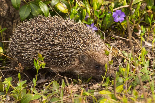 Riccio giovane in habitat naturale — Foto Stock