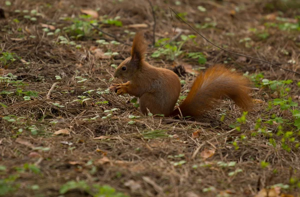 Eichhörnchen rot Fell lustig Haustiere Frühling Wald auf Hintergrund wild Natur Tier thematisch — Stockfoto