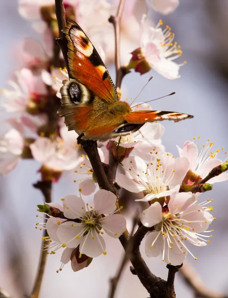 Imagem de primavera com borboleta e árvore de fruto florescente. Primavera natureza abstrato — Fotografia de Stock