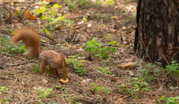 Ekorre röd päls roliga husdjur våren skog på bakgrunden vild natur djur tematiska — Stockfoto