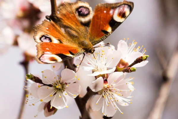 Imagem de primavera com borboleta e árvore de fruto florescente. Primavera natureza abstrato — Fotografia de Stock