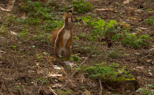 Scoiattolo rosso pelliccia divertente animali domestici primavera foresta su sfondo selvaggio natura animale tematico — Foto Stock