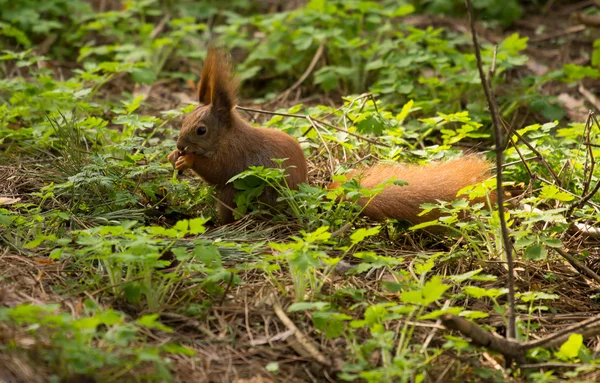 Scoiattolo rosso pelliccia divertente animali domestici primavera foresta su sfondo selvaggio natura animale tematico — Foto Stock