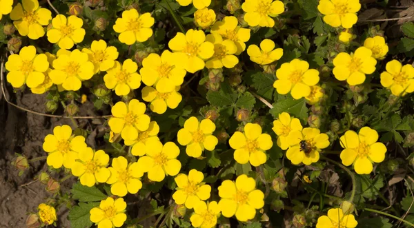 Фон желтые цветы — стоковое фото