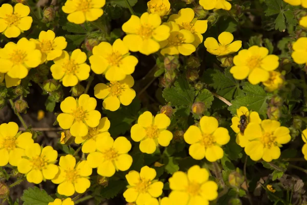 Background yellow flowers — Stock Photo, Image