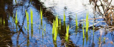 Poond bahar mavi su ile