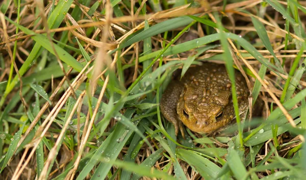 Gemeenschappelijke kikker close-up op gras — Stockfoto