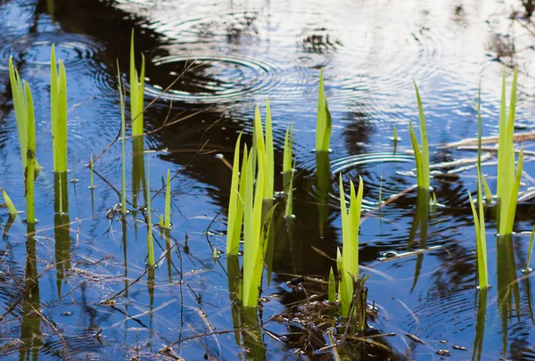 Poond bahar mavi su ile
