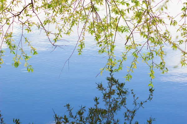 Leaves of birch and sunny day over blue water. Background — Stock Photo, Image