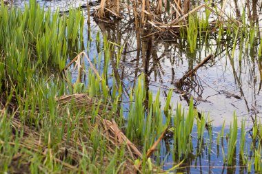 Poond bahar mavi su ile