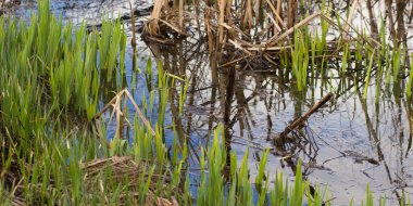 Poond bahar mavi su ile