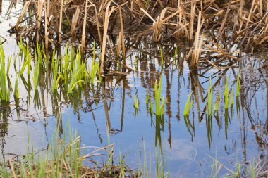 Poond bahar mavi su ile