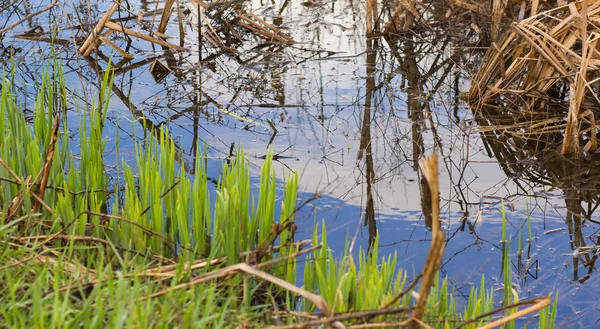 Poond bahar mavi su ile