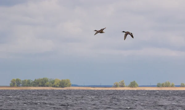 Wild ducks flying over lake — Stock Image Wild ducks flying over lake Stock Image