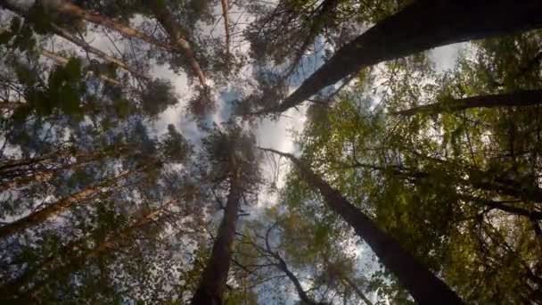 Vent fort dans la forêt .