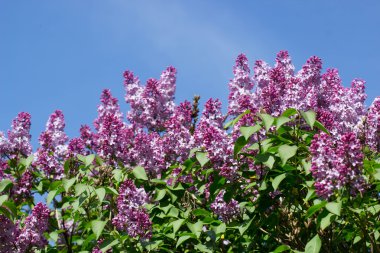 arka plan mavi gökyüzünde leylak bush