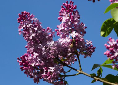 arka plan mavi gökyüzünde leylak bush