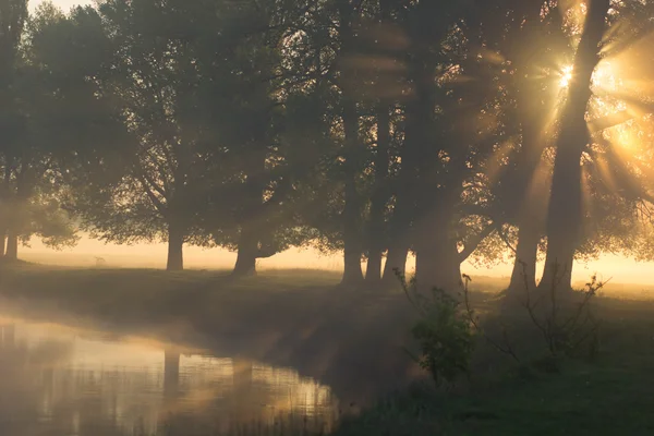 Zonnestralen in mistige ochtend op de rivier — Stockfoto