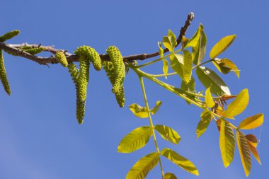 Ceviz çiçek çiçek