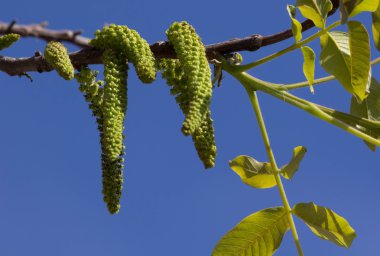 Ceviz çiçek çiçek