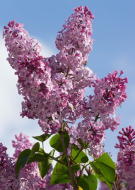 güzel Lila çiçek yaprakları ile. Güzellik Dünya.