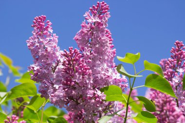 güzel Lila çiçek yaprakları ile. Güzellik Dünya.