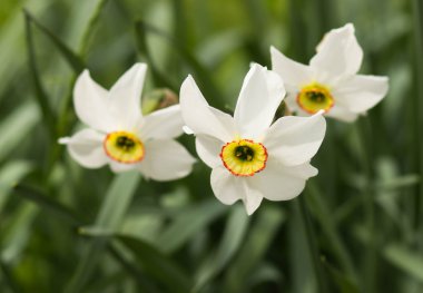 Bahçede büyüyen beyaz narsisli.
