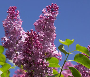 güzel Lila çiçek yaprakları ile. Güzellik Dünya.