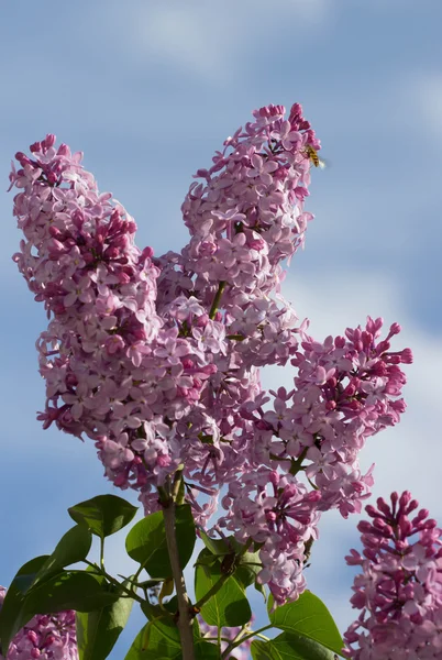 Beautiful lilac flowers with the leaves. Beauty world. — Stock Photo, Image