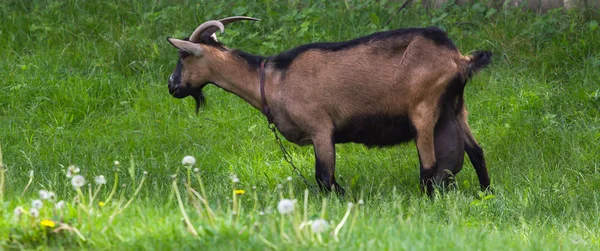Коза на зеленой траве — стоковое фото
