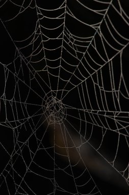 karanlıkta örümcek ağı. siyah arka plan