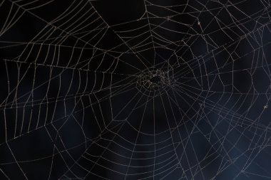 karanlıkta örümcek ağı. siyah arka plan