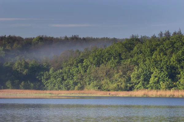 Mattina Estate Sul Fiume Foresta Nebbia Mattutina — Foto Stock