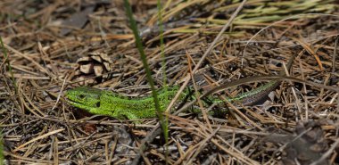 Yeşil kertenkele. Lacerta viridis, Yeşil kertenkele giller (Yeşil kertenkele) familyasından bir kertenkele türüdür. Ormanda kertenkele