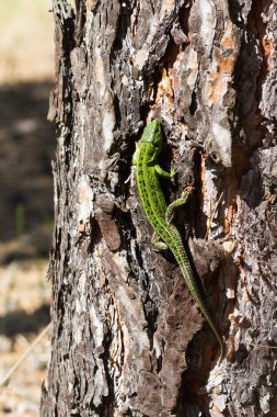 Kum kertenkelesi, Lacerta agilis. Yeşil renkte erkek kertenkele. Ağaçta sürün