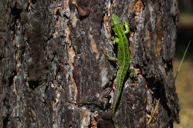 Kum kertenkelesi, Lacerta agilis. Yeşil renkte erkek kertenkele. Ağaçta sürün