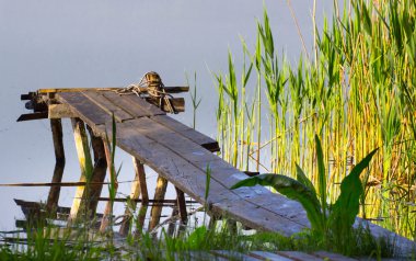 küçük ahşap iskele üzerinde yükselen güneş ile sonbahar sisli sabah hala bir gölde