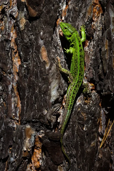 Sand Lizard Lacerta Agilis Male Lizard Breeding Green Color Crawl — Stock Photo, Image