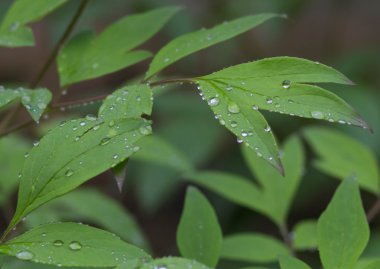 Çiy damlaları ile soluk pembe şakayık çiçek. Yağmur
