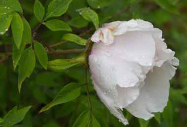 Çiy damlaları ile soluk pembe şakayık çiçek. Yağmur