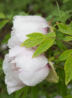 Çiy damlaları ile soluk pembe şakayık çiçek. Yağmur