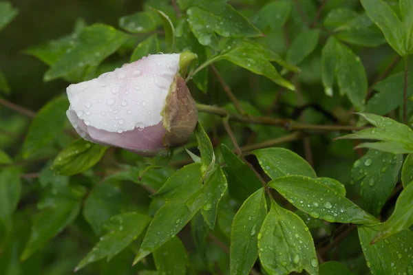 Fiore Peonia Rosa Pallido Con Gocce Rugiada Pioggia — Foto Stock