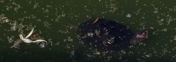 Floating Turtle Closeup Shot Green Water — Stock Photo, Image